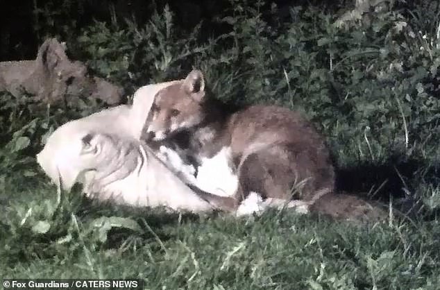 Filmmaker Nightingale from Worthing, West Sussex, shot the adorable footage after he was contacted by a resident for advice on caring for wild animals visiting his garden.