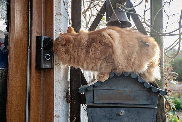 The cat used the Ring doorbell to let his owner know it was time to come in