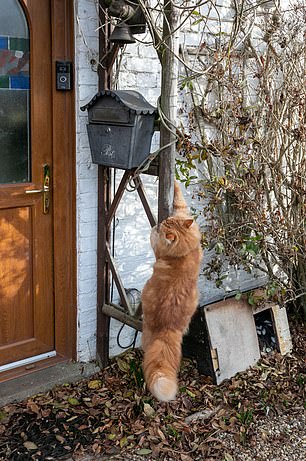 Izzy climbs the pole next to the gate to enter the house.