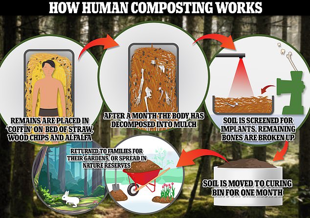 This graphic shows the human composting process, which is already legal in five other states besides New York, including California, Washington, Vermont, Oregon, and Colorado.