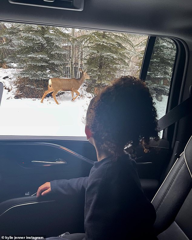 Wonders of Nature: Stormi was also photographed in the back seat of a vehicle communing with nature while watching a majestic looking deer walking through the snow just a few feet from the car.