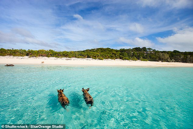 Take a day trip to see the famous swimming pigs of the Exuma Islands