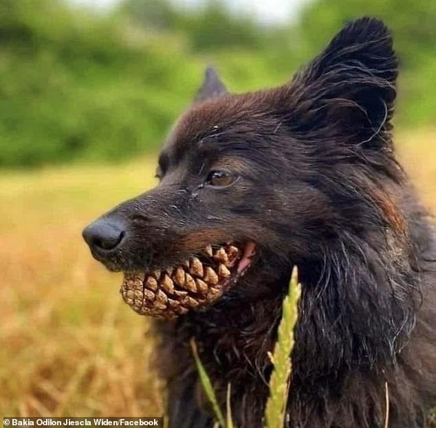 Another snap of an adorable dog with a pineapple in its mouth makes it look like it has a lot of scary teeth.