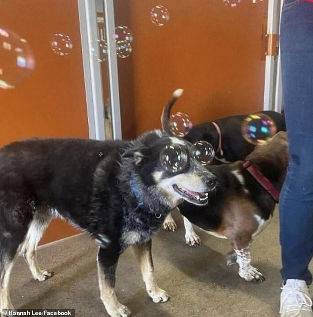 Another image was perfectly timed to make an adorable dog appear to have large bubbles for eyes.