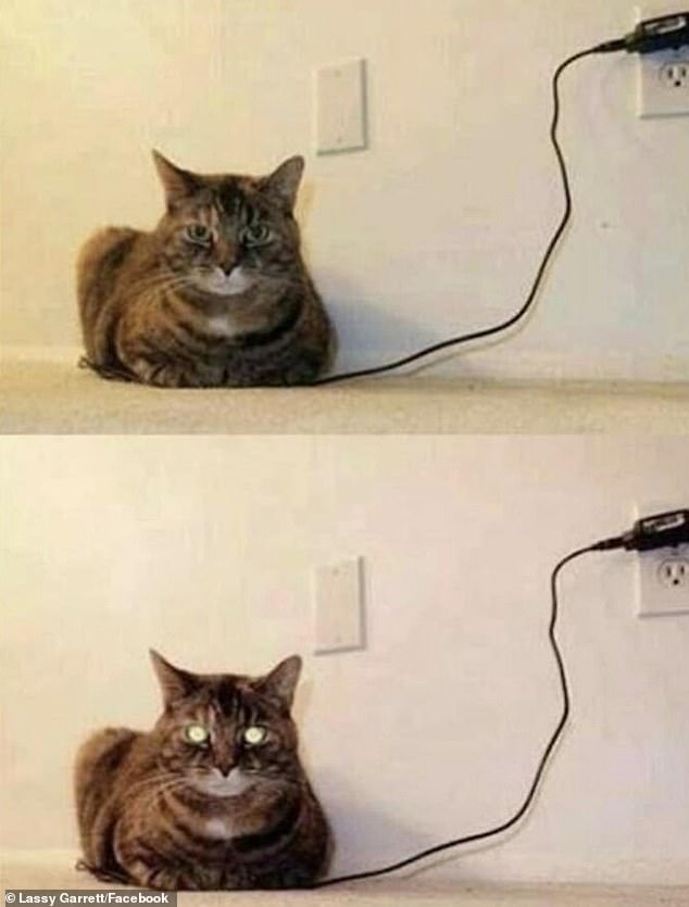 This cat seems to need a recharge after a long weekend, so it decided to plug into a socket