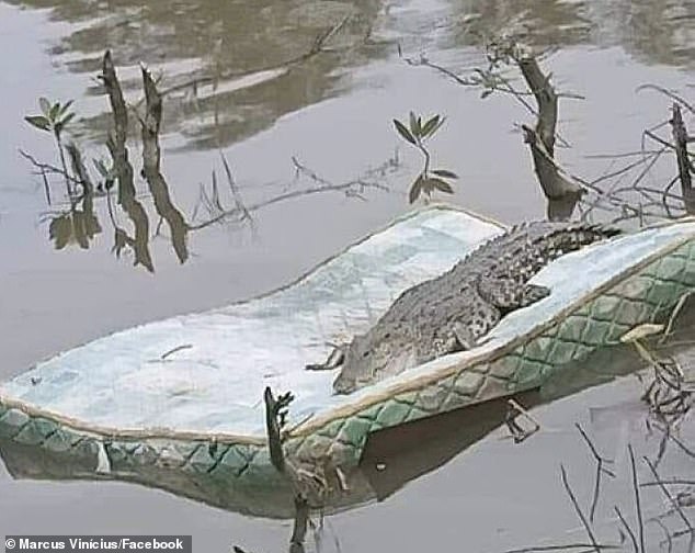 This crocodile, believed to be in the US, was captured resting on a mattress floating along a lake.