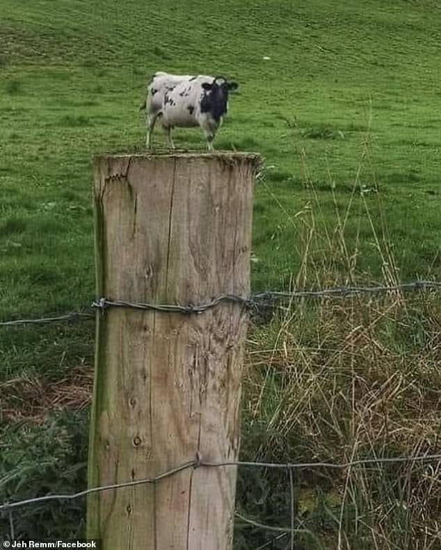 I can't tell. Is this cow small... or is it far away?  This looks like a small cow on a fence post, however it is just an optical illusion.