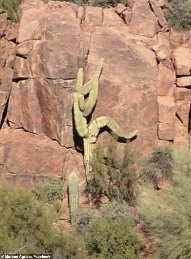 This climbing saguaro cactus, on the Verde River in Arizona, looks like a person climbing up a cliff