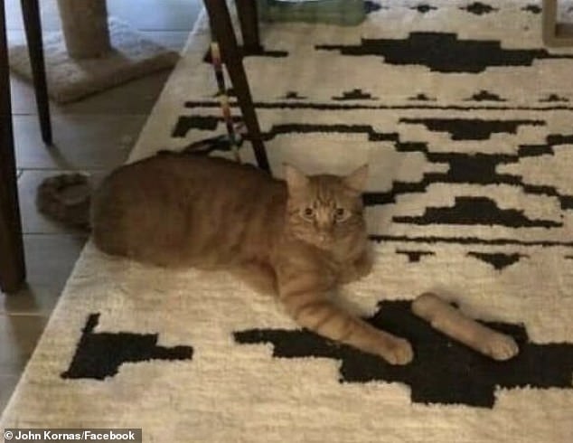 A Phoenix, Arizona cat owner freaked out when an optical illusion made it look like his kitty's amputated arm was detached from his body — luckily it's a bone and the pet's paw is tucked under his body.