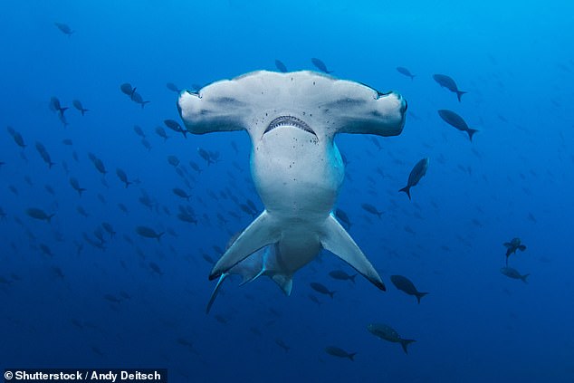 Hammerhead sharks (above) are easily identified by their unique shape and are generally known to be non-aggressive.