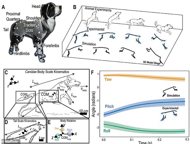 Data collected from a previous study fitted Border Collies with a suit containing tracking beads for image analysis and tracking. They were then told to perform jumps over hurdles, while their motions were captured