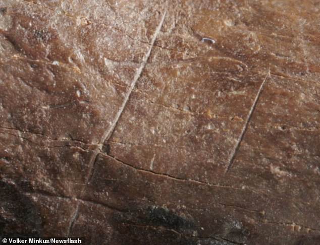 The cutmarked bear metatarsal and phalanx from Schöningen 'provide early evidence for the exploitation of bear skins', the researchers say. Pictured, Detail of the precise and fine cut marks on the metatarsal of the cave bear