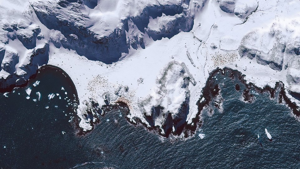 Group of walruses in South Georgia