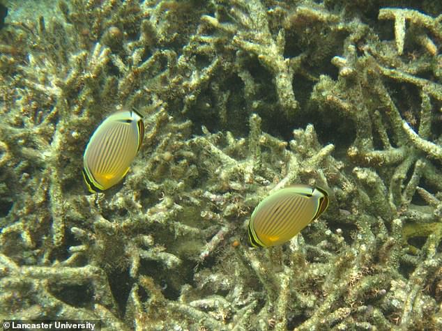 The scientists looked at how the fish behaved before and after a mass coral bleaching event, which occurs when under-stress corals expel the algae living within them that gives them colour and life