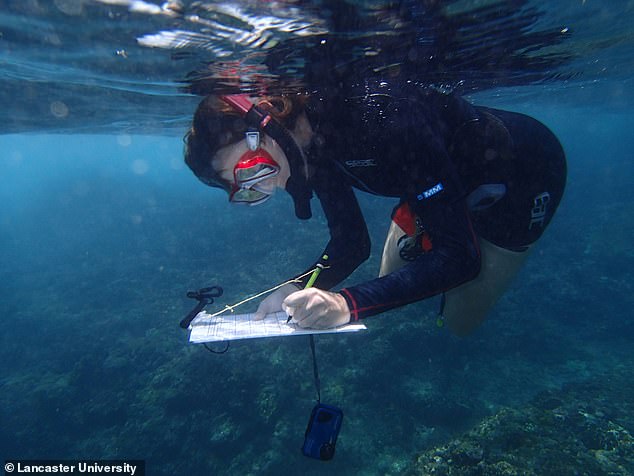 Dr Keith and her team found that before a mass bleaching event, encounters between fish of different species resulted in chases 72 per cent of the time, while this increased to 90 per cent after one