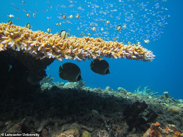 Researchers also found the distance of these chases increased, with fish expending more energy chasing away potential competitors than they would have done previously