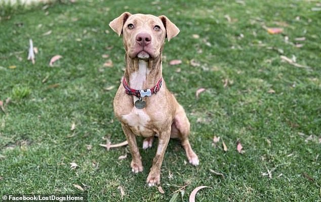 As part of its 'Clear the Shelters' summer adoption campaign, adoption fees for animals have been reduced by about 65 percent: up to $100 for dogs and $200 for puppies.