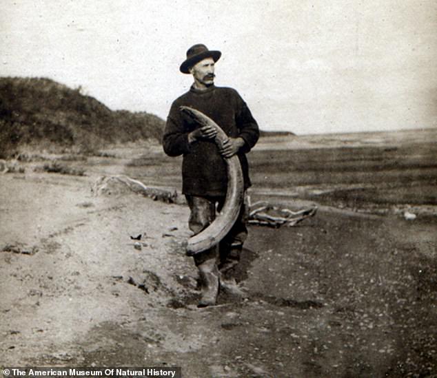 Alaskan miners who saw no value in the tusks reportedly sent them to the American Museum of Natural History in New York City.  Pictured: tusks found in 1907 on an Alaskan expedition