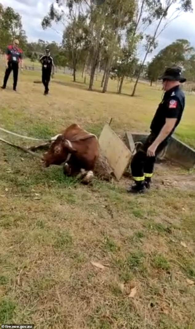 A NSW Fire and Rescue team was called in to capture the cow and they worked alongside police to bring her safely to a nearby paddock at Western Sydney University.