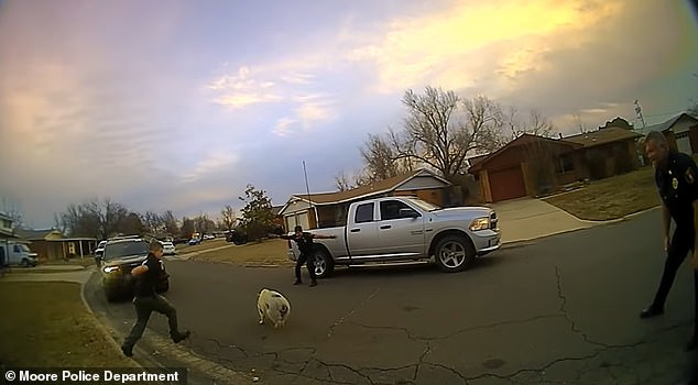 Moore Police Department officers are seen trying to capture Larry during the hog chase that took place Thursday in Moore, a city in Cleveland County, Oklahoma.