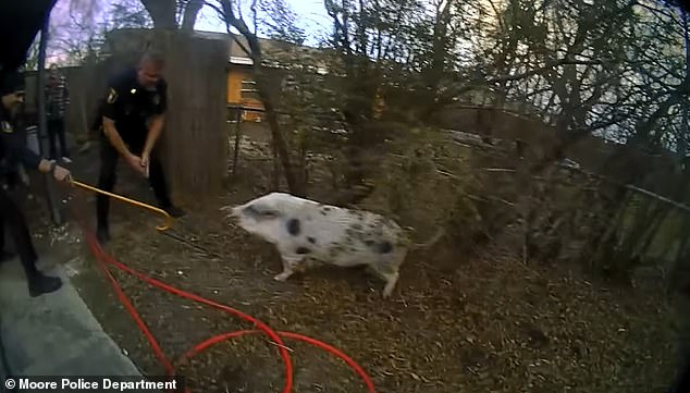 Here officers are seen using a baton to try to corral the pig which was terrified and squealing loudly during the ordeal.