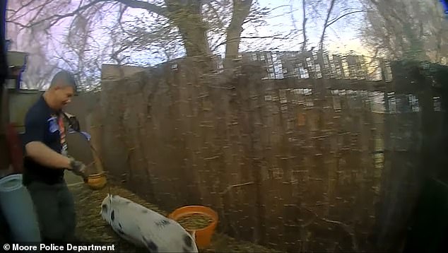 One of the animal control officers is seen trying to wrestle the pig and place some type of rope over its head to stop it.