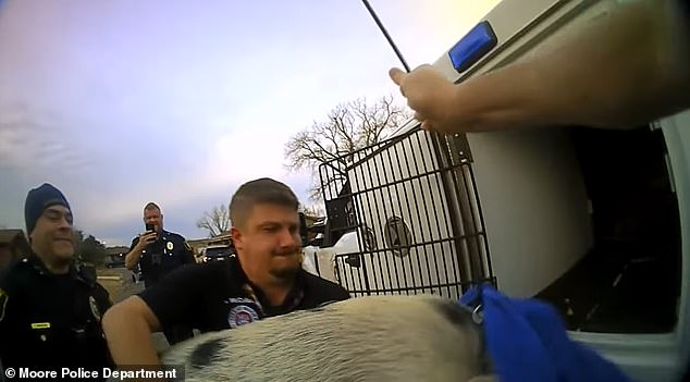 Officers (pictured) are seen placing the pig in the animal control vehicle after its capture, a blue towel draped over its face.  Another officer is seen holding his cell phone taking a video of the incident which appeared to cause the pig a great deal of distress.