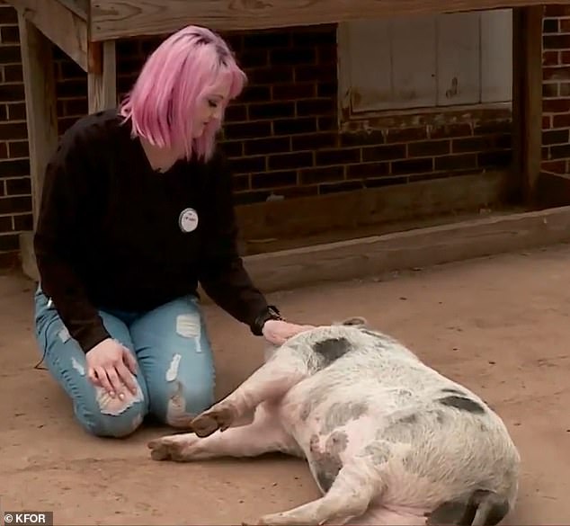 1672820734 603 Oklahoma officials say Larry the potbelly pig is too big