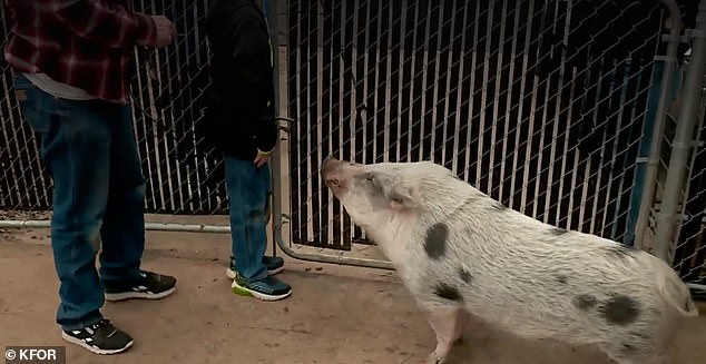 Jones said the neighborhood is standing by her as she tries to get justice for her pet pig and all the other pigs that live in her community.  Pictured are some unidentified visitors who often visit Larry, who is a welcome addition to the neighborhood and loved by all, Jones said.