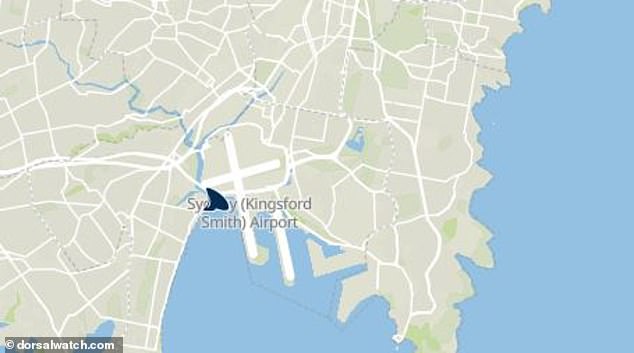 A fisherman on the Kyeemagh breakwater, Botany Bay, recorded a warning about a dorsal fin near shore on a shark alert app on Wednesday morning.