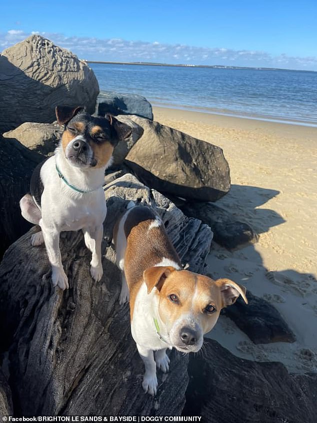 Users of the Brighton le Sands dog owners' group regularly post photos of their canines enjoying a swim in Botany Bay, but were warned on Wednesday to stay away from the beach.