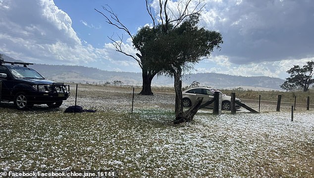 Pictured: Scone in NSW