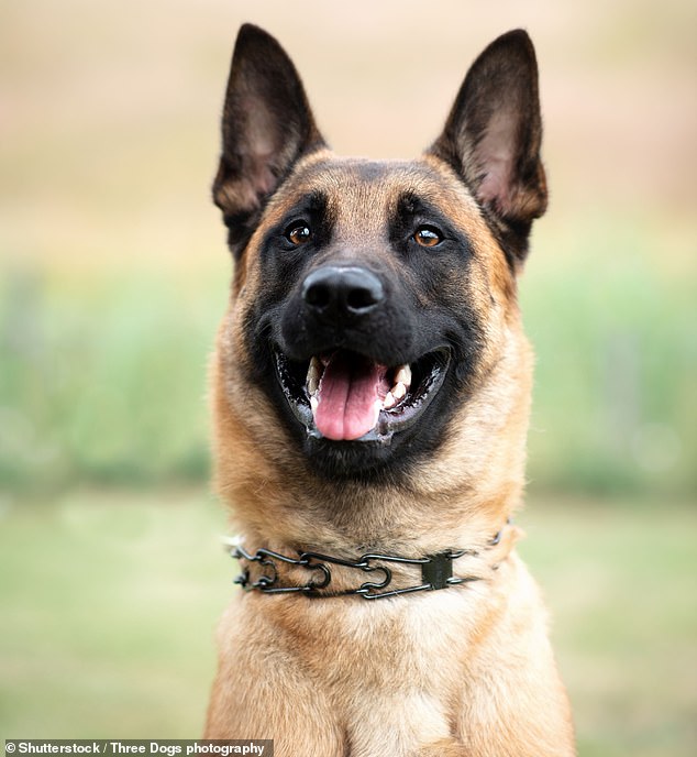 Other amendments to the state's animal care law include a ban on spiked dog collars (a spiked collar is pictured around a dog's neck)