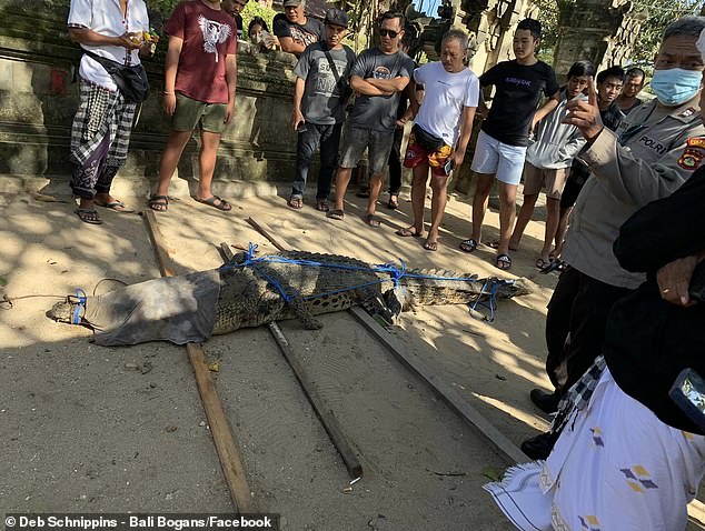 'Obviously sick of being caged!'  another said of the recaptured crocodile (pictured), while a tourist wrote: 