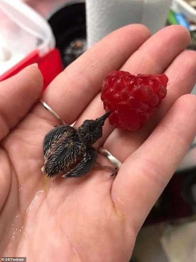 This animal lover from Australia captured how small a hummingbird is by comparing it to a raspberry