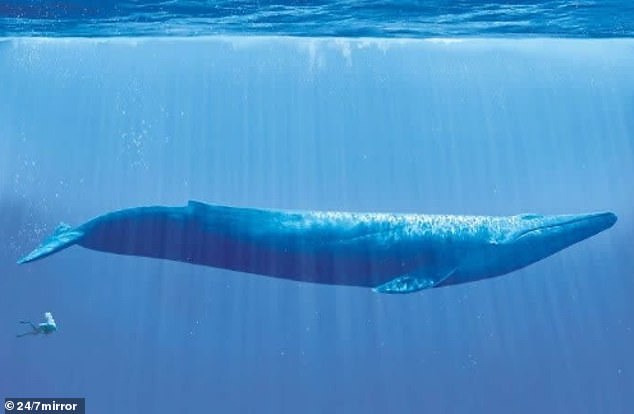 An inspiring image captures the enormity of a whale compared to a human - it's enough to send a shiver down your spine!  Blue whales are the largest animal known to have lived