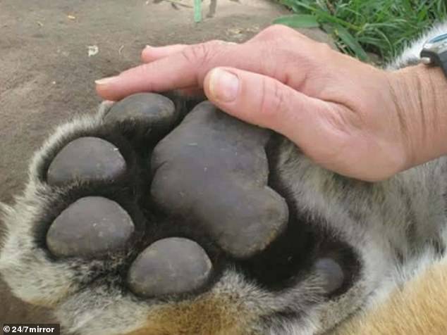 A US wildlife lover posted an endearing comparison between a human hand and that of a big cat, both looking very happy and calm to be next to each other.