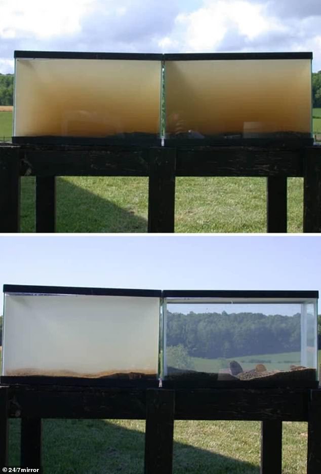 Water from a stream in Virginia, USA, was placed in two tanks, one with mussels (right) and one without (left), demonstrating the incredible filtering power of the species.