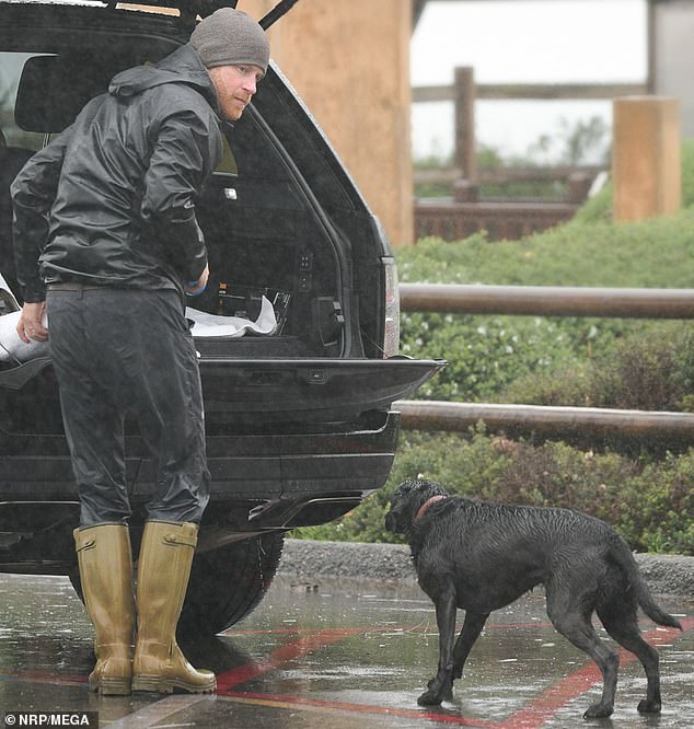 Prince Harry looked serious as he walked his dog alone in the pouring rain on a quiet California beach.