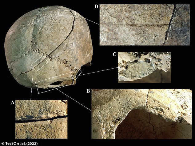 This analysis revealed that all four of these devastating blows were likely inflicted using the same large, straight bladed weapon, possibly a sharp sword. The injuries from each of the four blows are indicated as D,C,B and A and were inflicted in that order