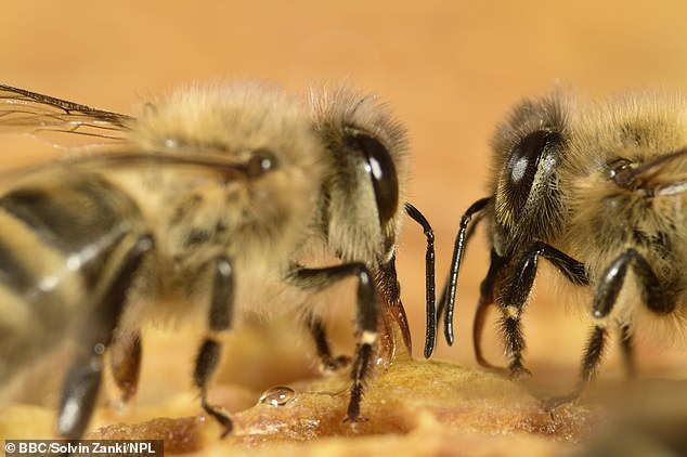 The vaccine is developed with killed whole-cell Paenibacillus larva bacteria that is mixed with food fed to the queen and passed on to her offspring, which will then be immune to the disease