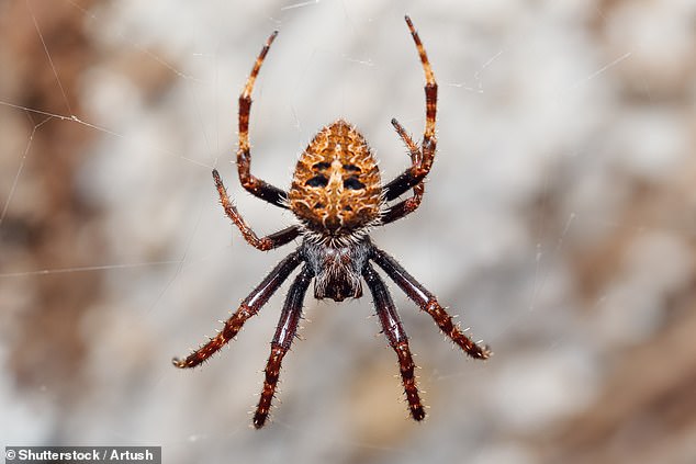 Terrifying: Jeremy's revelation comes after a student was killed by an arachnid 'the size of his fist' during an infestation (file photo)