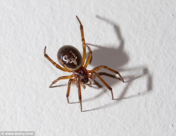 False widow spiders are distinguished by their shiny black flesh, bulbous bodies, thick legs, and skull-like patterns.