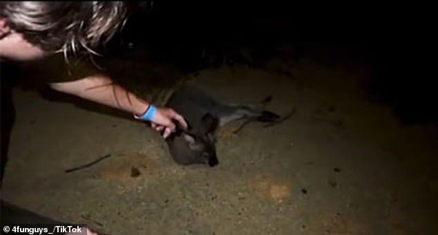 A sleeping wallaby is the first animal the group encounters, the person filming the moment asks 