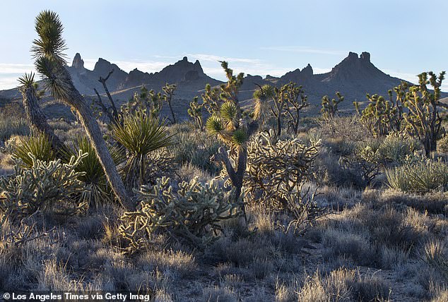 The desert landscape surrounding the city of Nipton, California