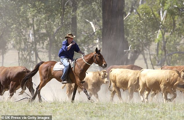 A typical work day began in the hours before dawn with Harry and George completing as many tasks as possible before dawn.  The pair would then saddle up and head off to round up cattle, which sometimes did not end well if a beast strayed from the herd.