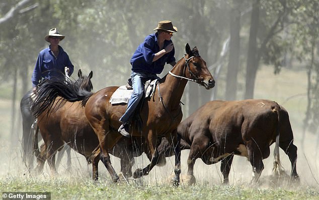 1672977273 94 Prince Harry reveals he refused to castrate calves on Outback