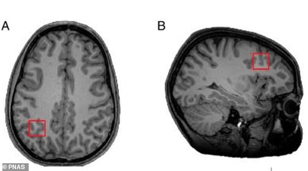 Researchers found that adolescents who stuck with maths in their A-levels had higher levels of a brain chemical important for memory, learning and problem-solving. Pictured: Brain regions analysed in the study. A: Intraparietal sulcus, B: middle frontal gyrus