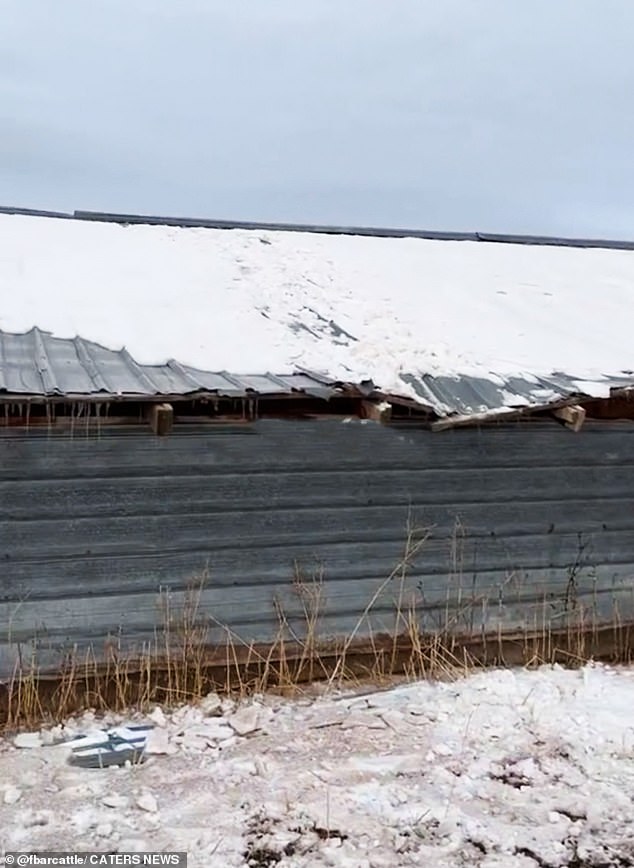 A photo of the hoof prints the cheeky cow left on the roof of the snow covered barn where she got off