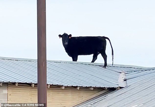 The mischievous cow looks directly into the camera as Mr. Farnsworth films her trotting around the roof.